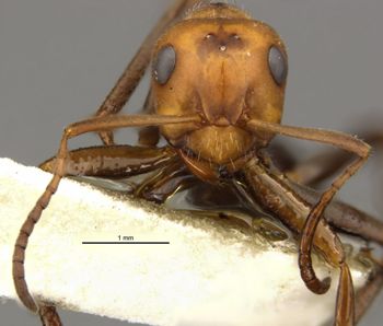 Media type: image;   Entomology 22721 Aspect: head frontal